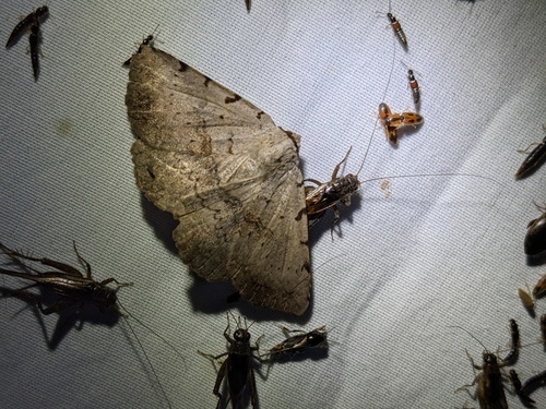 Moon-lined Moth photo 5