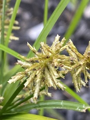 Cyperus