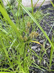 Cyperus