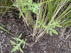 Cyperus