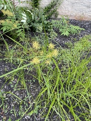 Cyperus