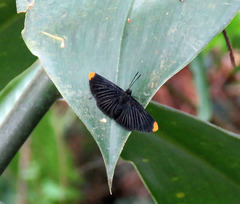 Melanis smithiae xarifa