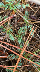Astragalus balearicus
