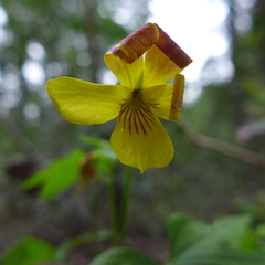 Viola lobata