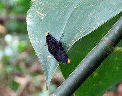 Melanis smithiae xarifa