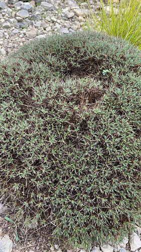 Image of Astragalus balearicus by (c) Codrin Bucur, some rights reserved (CC BY)