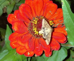 Helicoverpa zea