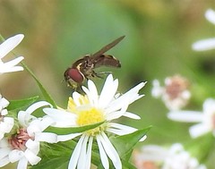 Platycheirus obscurus