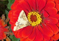 Helicoverpa zea