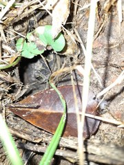 Rhinella dorbignyi