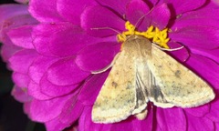 Helicoverpa zea