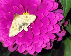Helicoverpa zea