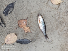 Rhynchocypris percnurus