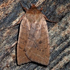 Epiglaea decliva