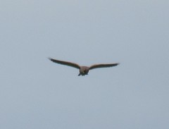 Falco tinnunculus