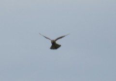 Falco tinnunculus