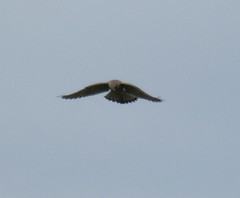 Falco tinnunculus