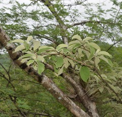 Nahuatlea magna
