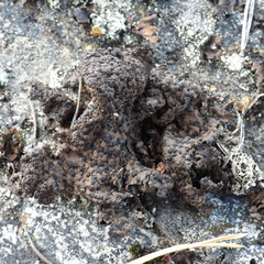 Umbilicaria hyperborea hyperborea