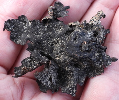 Umbilicaria hyperborea hyperborea