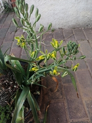 Albuca setosa
