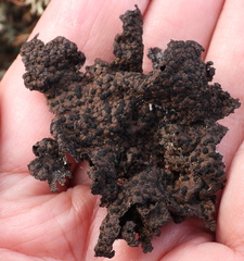 Umbilicaria hyperborea hyperborea