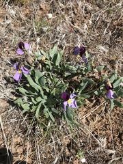 Viola trinervata
