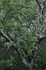 Nahuatlea magna