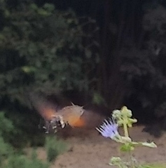 Macroglossum stellatarum