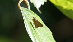 Pelopidas mathias mathias