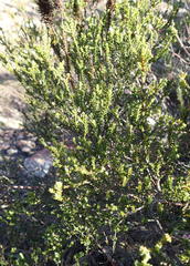 Euchaetis albertiniana