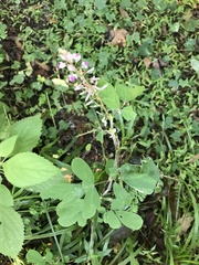 Desmodium floridanum