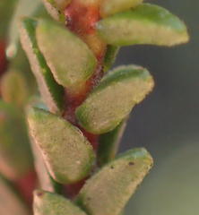 Euchaetis albertiniana