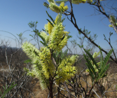 Entada burkei image