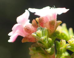 Euchaetis albertiniana