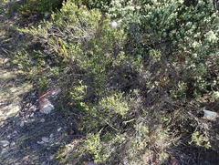 Euchaetis albertiniana