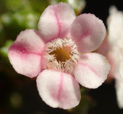 Euchaetis albertiniana