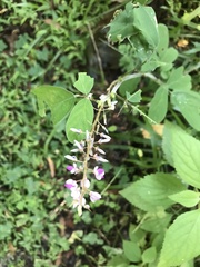 Desmodium floridanum