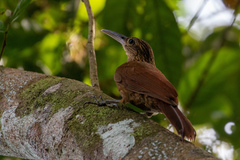 Xiphorhynchus guttatus