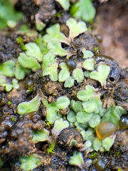 Riccia beyrichiana