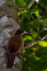 Xiphorhynchus guttatus