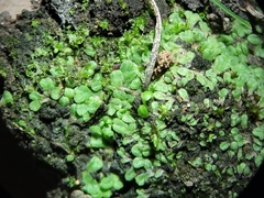 Riccia beyrichiana