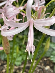 Nerine bowdenii