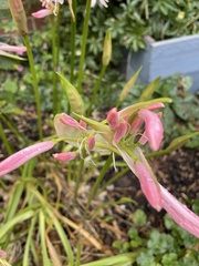 Nerine bowdenii