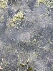 Najas guadalupensis