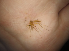 Aedes fulvus pallens