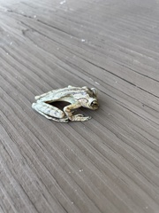 Osteopilus septentrionalis