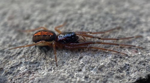 Big-eyed Thick-jawed Spider photo 4
