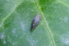 Synophropsis lauri