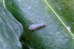Synophropsis lauri